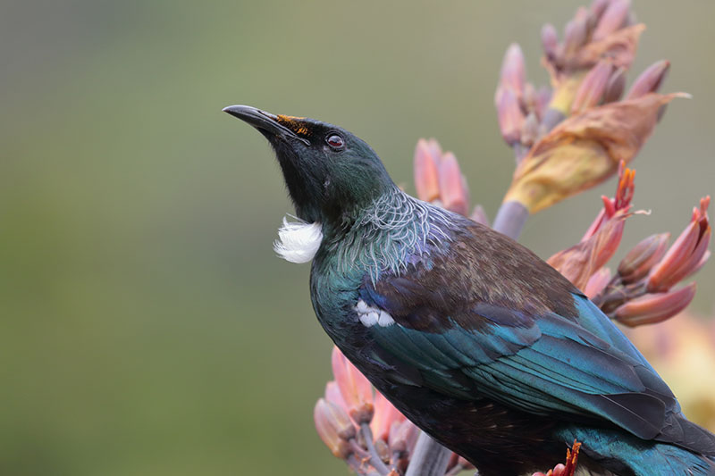 Tūī sitting on a harakeke flower