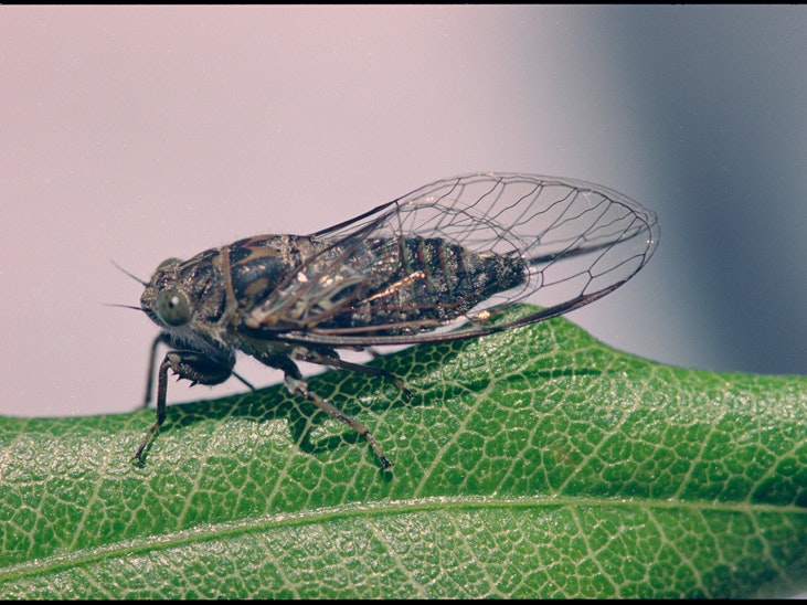 Notopsalta sericea. Photo by Melvin Esson Sitting on a big leaf is a small Clay Bank cicada in front of a blurred pinkish blue background. Its veiny wings are closed and have a brown outline, they extend behind its body.