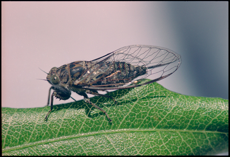 Sitting on a big leaf is a small Clay Bank cicada in front of a blurred pinkish blue background. Its veiny wings are closed and have a brown outline, they extend behind its body.