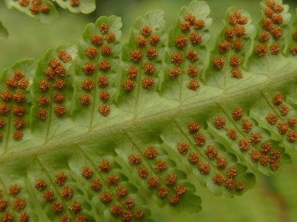 Clusters of spore-making capsules on the underside of the frond of Pleocnemia leuzeana. Photo Leon Perrie. Te Papa The underside of a fern frond with orange spore spots in patterns covering it.