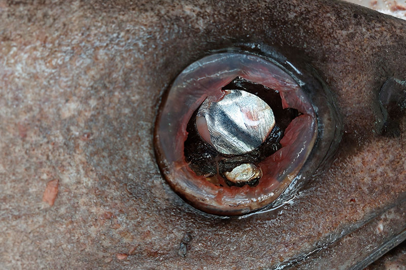 The eye of a fish surrounded by scales.