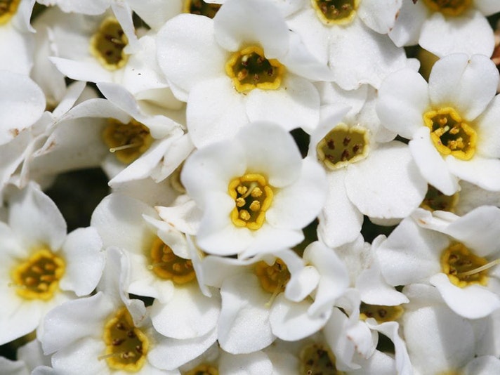 Myosotis pulvinaris Hook.f., collected 11 December 2014, Central Otago, Dunstan Mountains, Fairfax Spur, 50 m from 4WD road on Northburn Station., New Zealand. Field Collection 2014-2015. CC BY 4.0. Te Papa (SP103819) A close up of a clump of white flowers