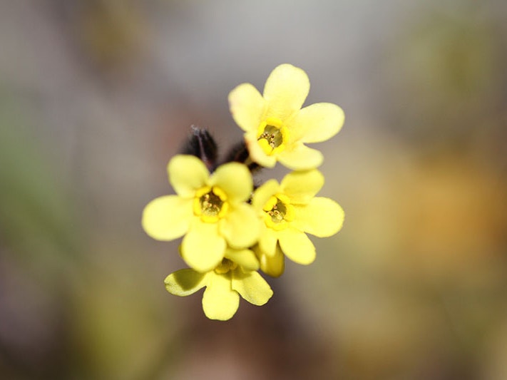Myosotis australis subsp. australis R.Br., collected 14 December 2014, Canterbury, Mount Torlesse, Kowhai River, confluence with Foggy Stream, on both sides of old 4WD track in dry river bed., New Zealand. Field Collection 2014-2015. CC BY 4.0. Te Papa (S Yellow five-petalled flowers