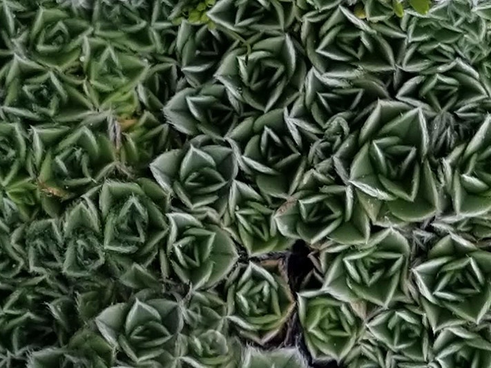 Myosotis pulvinaris Hook.f., collected 24 January 2021, Treble Cone Ski Field, not far from top of ski lift and above 4WD road (30m away from SP111273 site)., New Zealand. Field Collection, 2020--2021. CC BY 4.0. Te Papa (SP111274) Green closely leaves all in small repeating patterns.