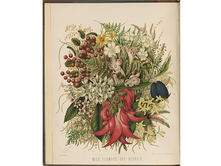 Wild Flowers and Berries. Plate 0. From the book: The art album of New Zealand flora : being a systematic and popular description of the native flowering plants of New Zealand and the adjacent islands : volume 1; A page from a book with highly illustrated watercolour flowers from all sorts of plants.