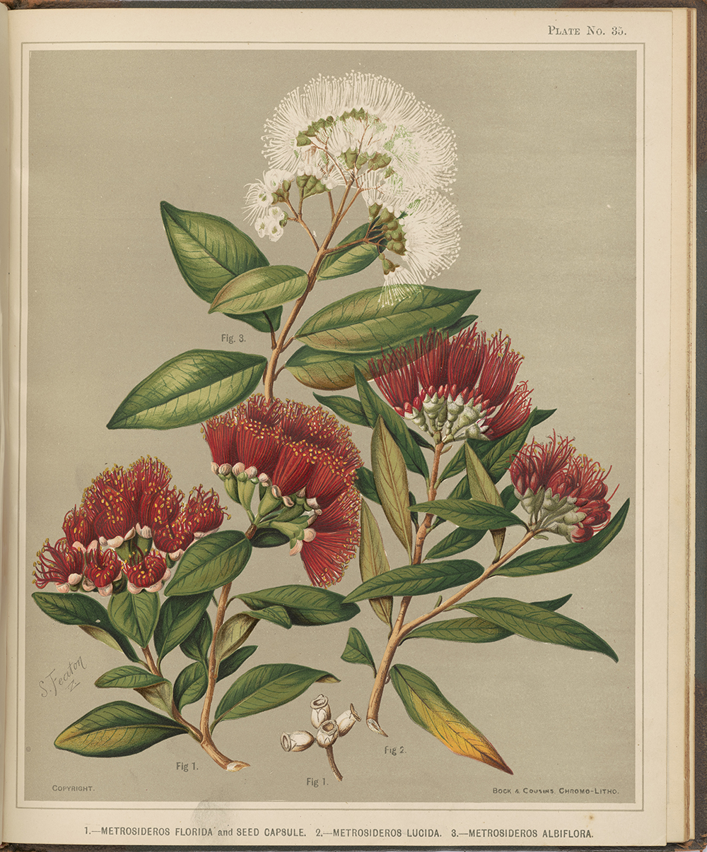 A watercolour painting of parts of a tree's flowers which are clusters of long stems, some are red and some are white.