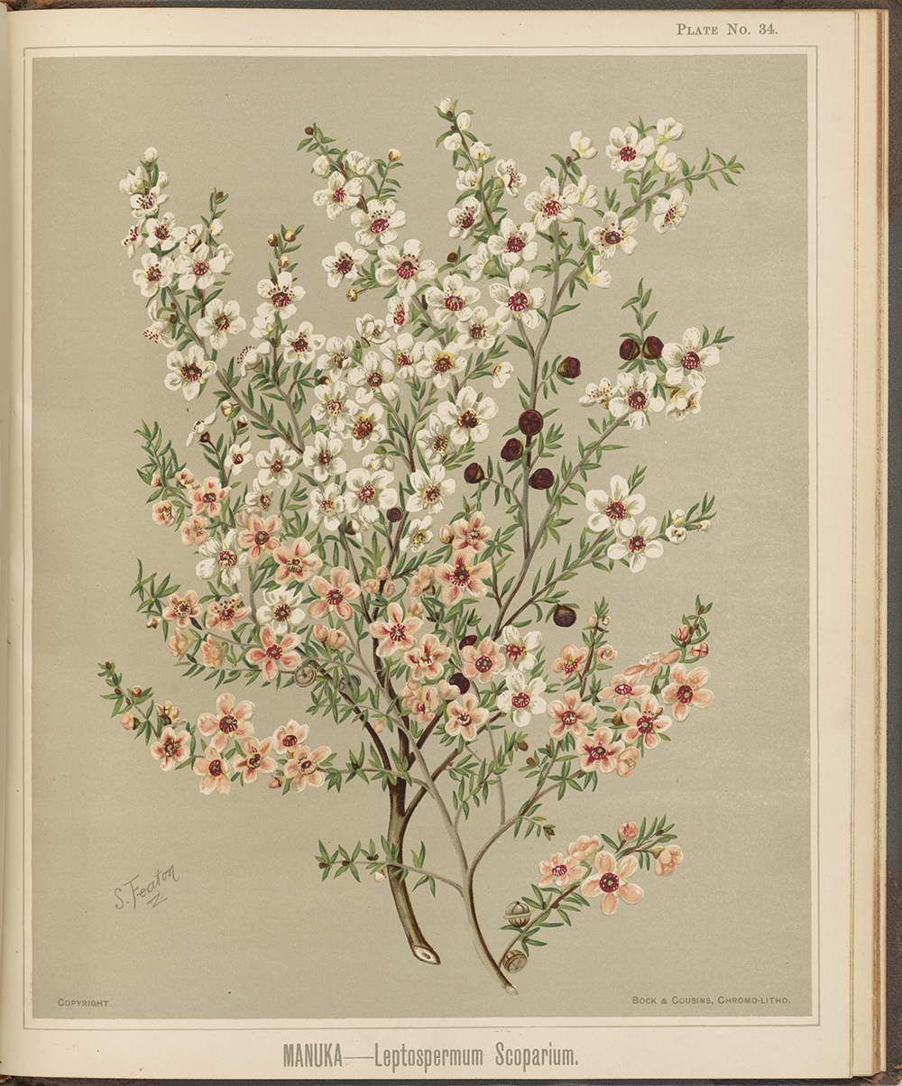 A page of a book with a painted watercolour of a branch of a plant with its flowers. Some of the flowers are white and some of them are a light pink.