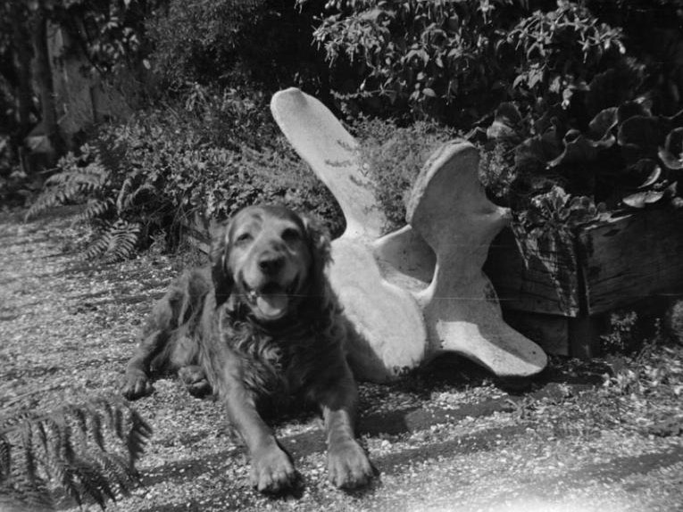 Happy dog, Stewart Island, maker unknown. Te Papa (A.015324) A golden retriever dog sits next to a huge whale bone