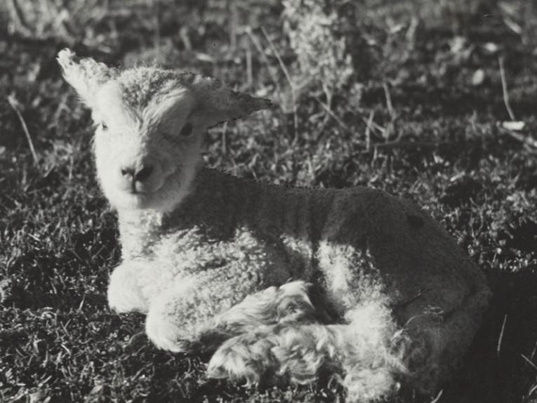 Sheep, Pukeora Sanatorium site, 1939, Hawke's Bay, by Eric Lee-Johnson. Te Papa (O.006707) A tiny lamb in the grass