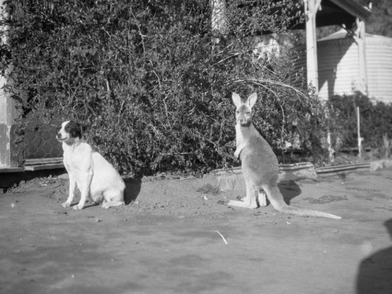 Dog and kangaroo, 1928, New South Wales, maker unknown. Te Papa (A.015735) A dog and a baby kangaroo on a lawn