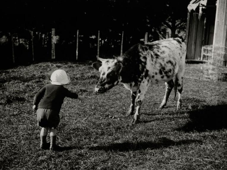 Clyde with cow, 12 June 1921, Levin, by Leslie Adkin. Te Papa (O.002603) A little boy feeds a cow