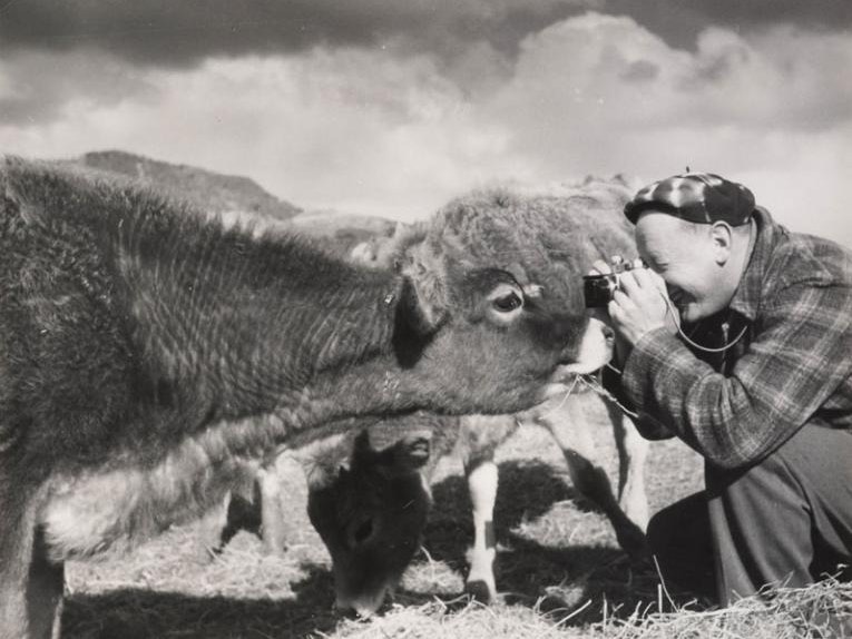Man photographing cow, 1950s, New Zealand, by Eric Lee-Johnson. Te Papa (O.006081) CC BY-NC-ND 4.0 A man photographing a cow