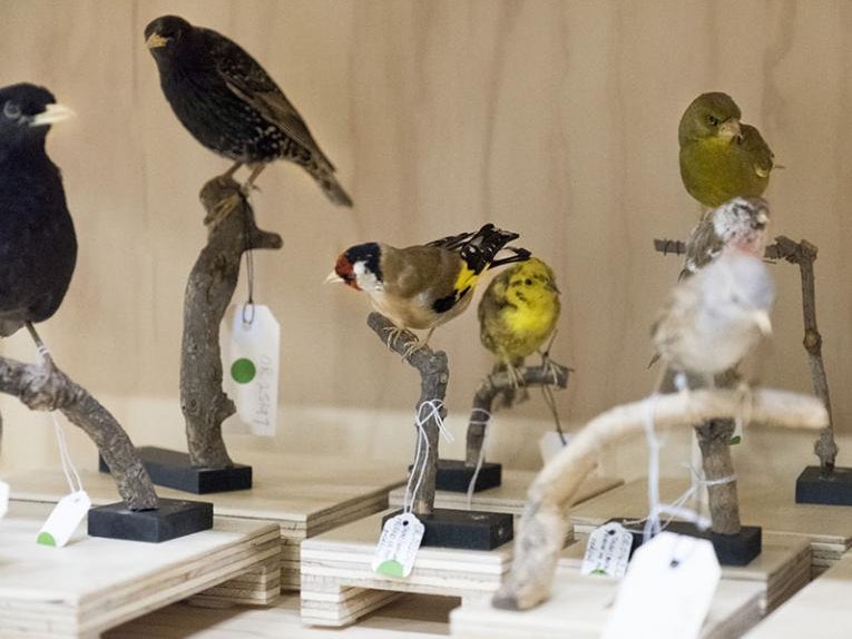 Removal of taxidermy specimens from natural environment exhibition spaces, 2018. Te Papa Taxidermied birds on branches in an exhibition