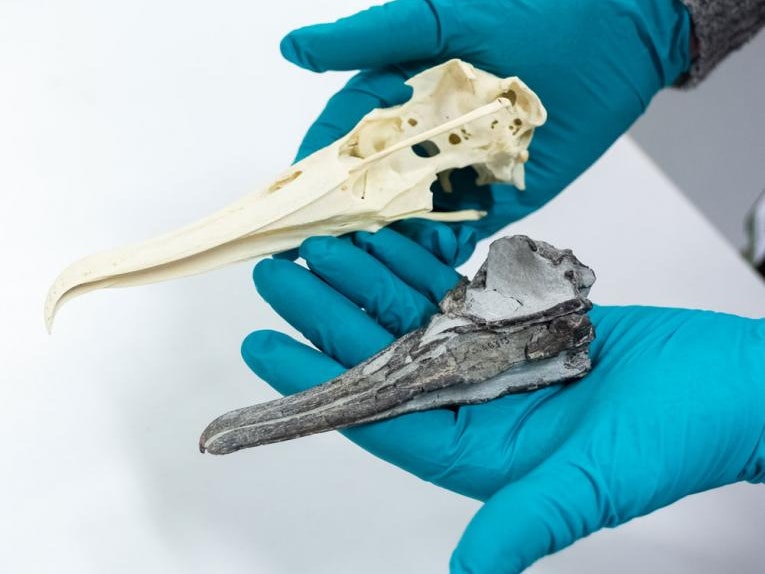 Comparing the new fossil (bottom) with a Chatham Island mollymawk albatross skull Thalassarche eremita. Photo by Rachael Hockridge. Te Papa A fossil albatross skull next to a modern larger one
