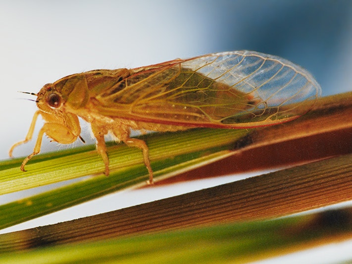 The tiny orange tussock cicada rests on a stalk against a blue background and it has a greenish back. Its closed and transparent wings have a light-brown frame and the cicada has brown eyes.