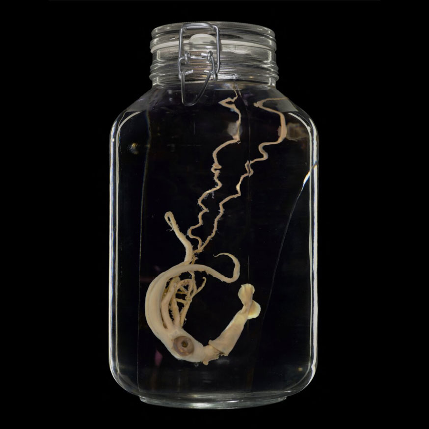 A little squid in a jar