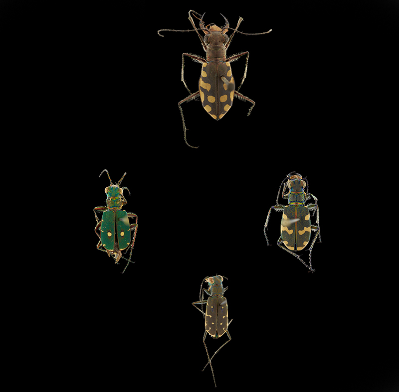 Tiger beetles