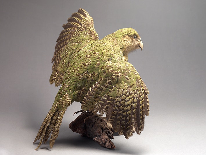 Kakapo (Strigops habroptilus), 2017. Photograph by Michael Hall. Te Papa (86651) A taxidermied bird with its wings spread. It has green feathers.