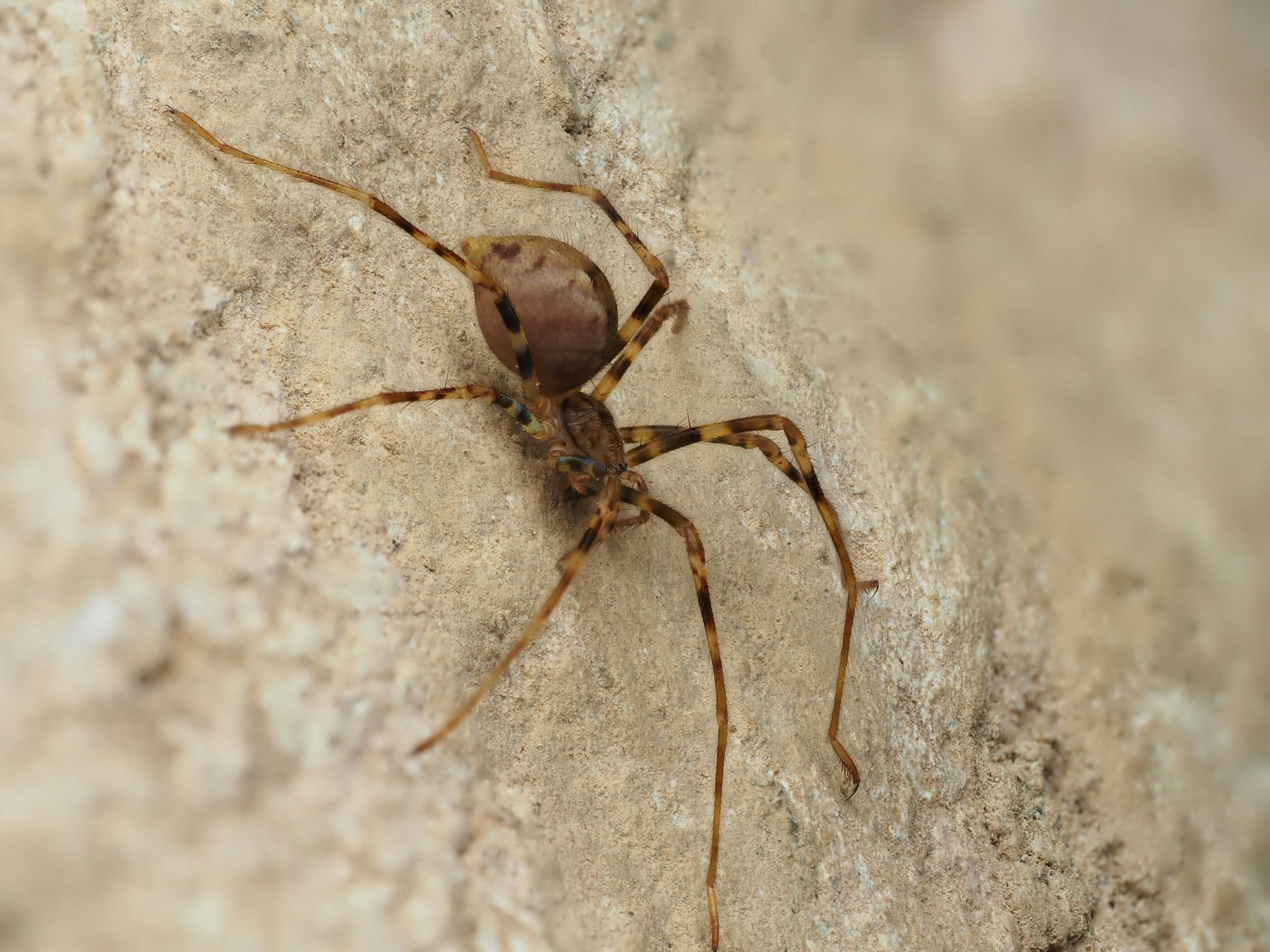 The lavishly long-legged Nelson cave spider (Spelungula cavernicola). Photo by Emily Roberts. Via iNaturalist (CC BY 4.0) A long-legged spider on a rock.