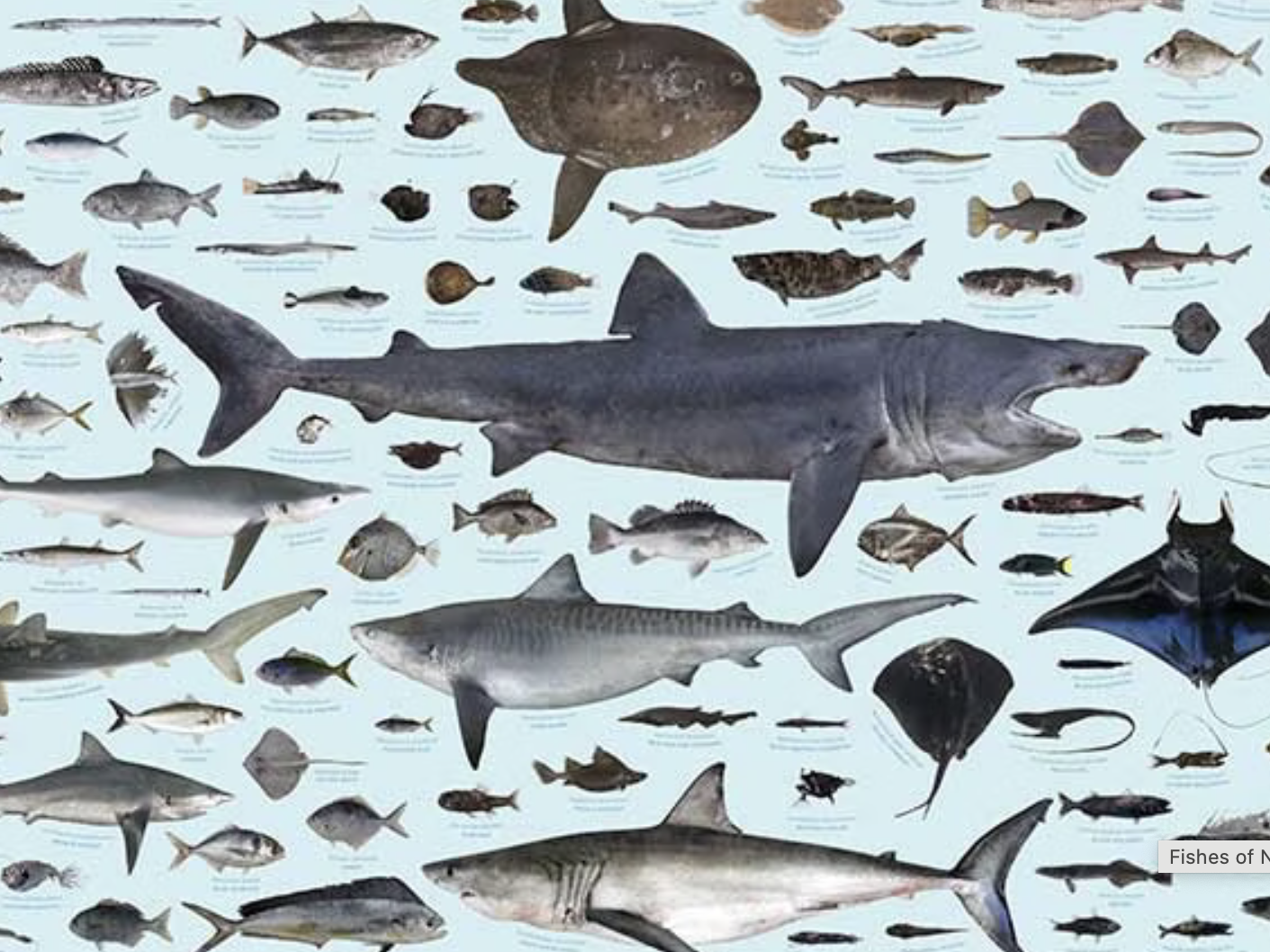 Crop of the Fishes of New Zealand poster A lot of different fish on a blue background.