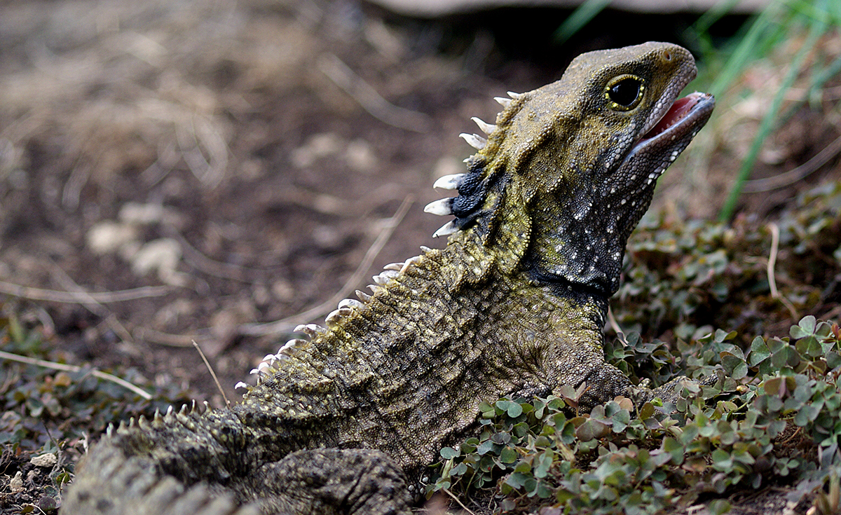 A green lizard-like creature with white spines on its back.