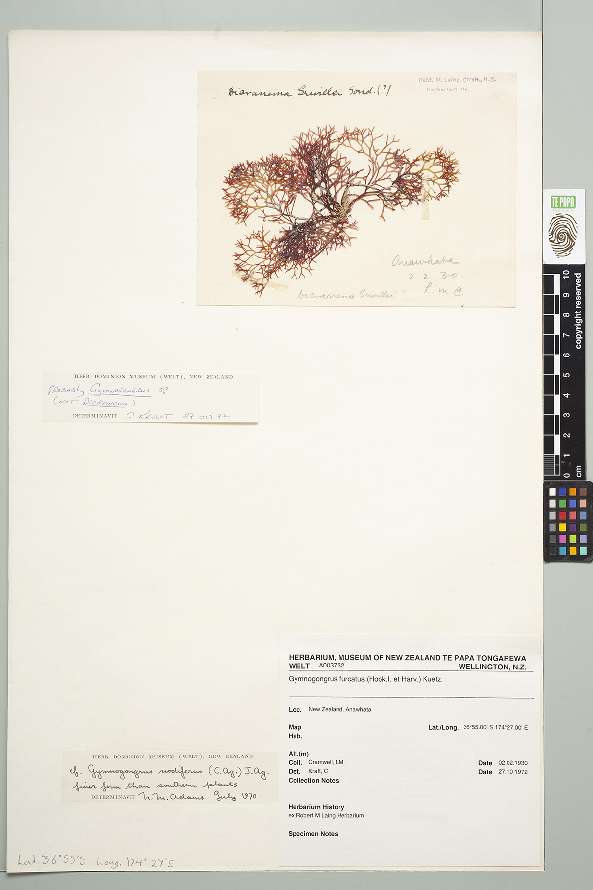 An algae specimen taped to a sheet of card with a museum collection note in the bottom right corner.