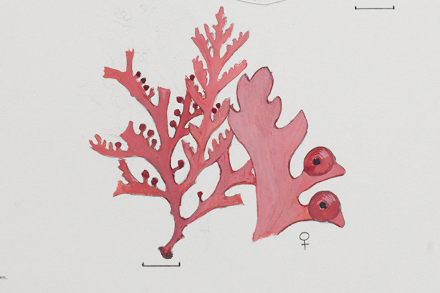 watercolour of red-pink two-dimensional algae