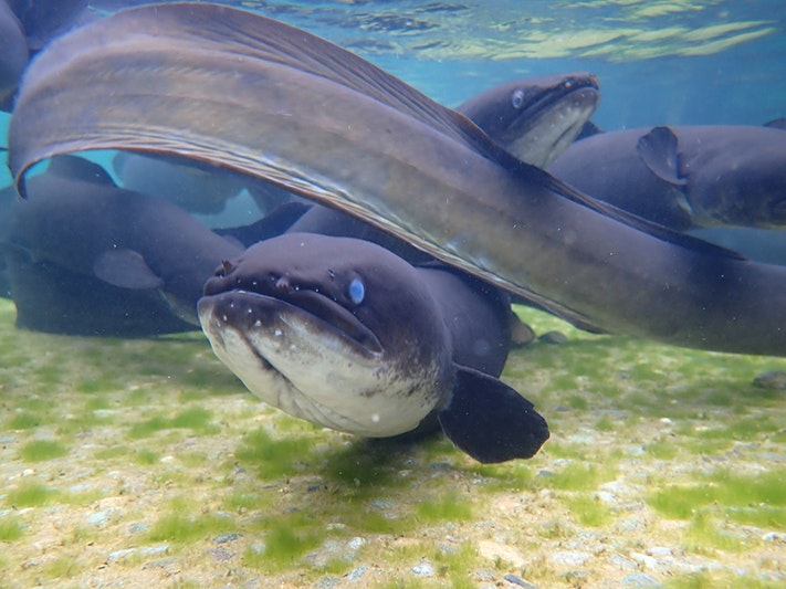 Photo by jenmcg via iNaturalist NZ. CC BY-NC 4.0 Tuna (eel) with blue eyes staring into the camera.