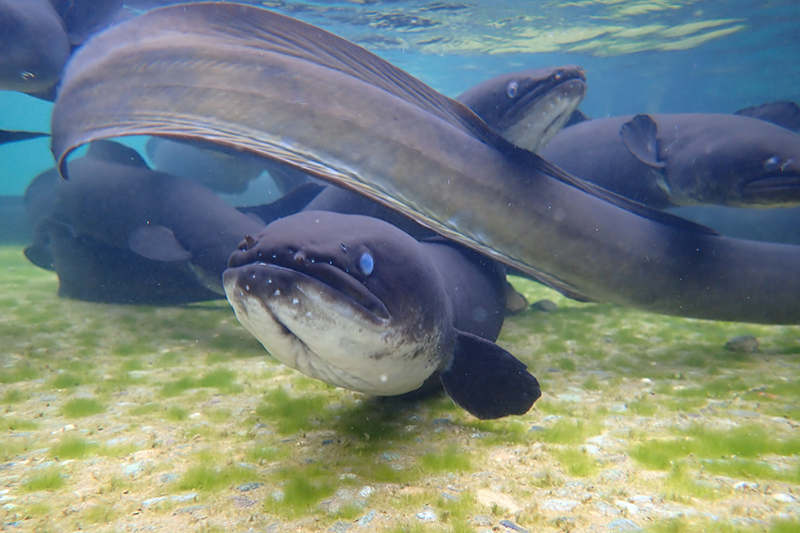 Tuna (eel) with blue eyes staring into the camera.