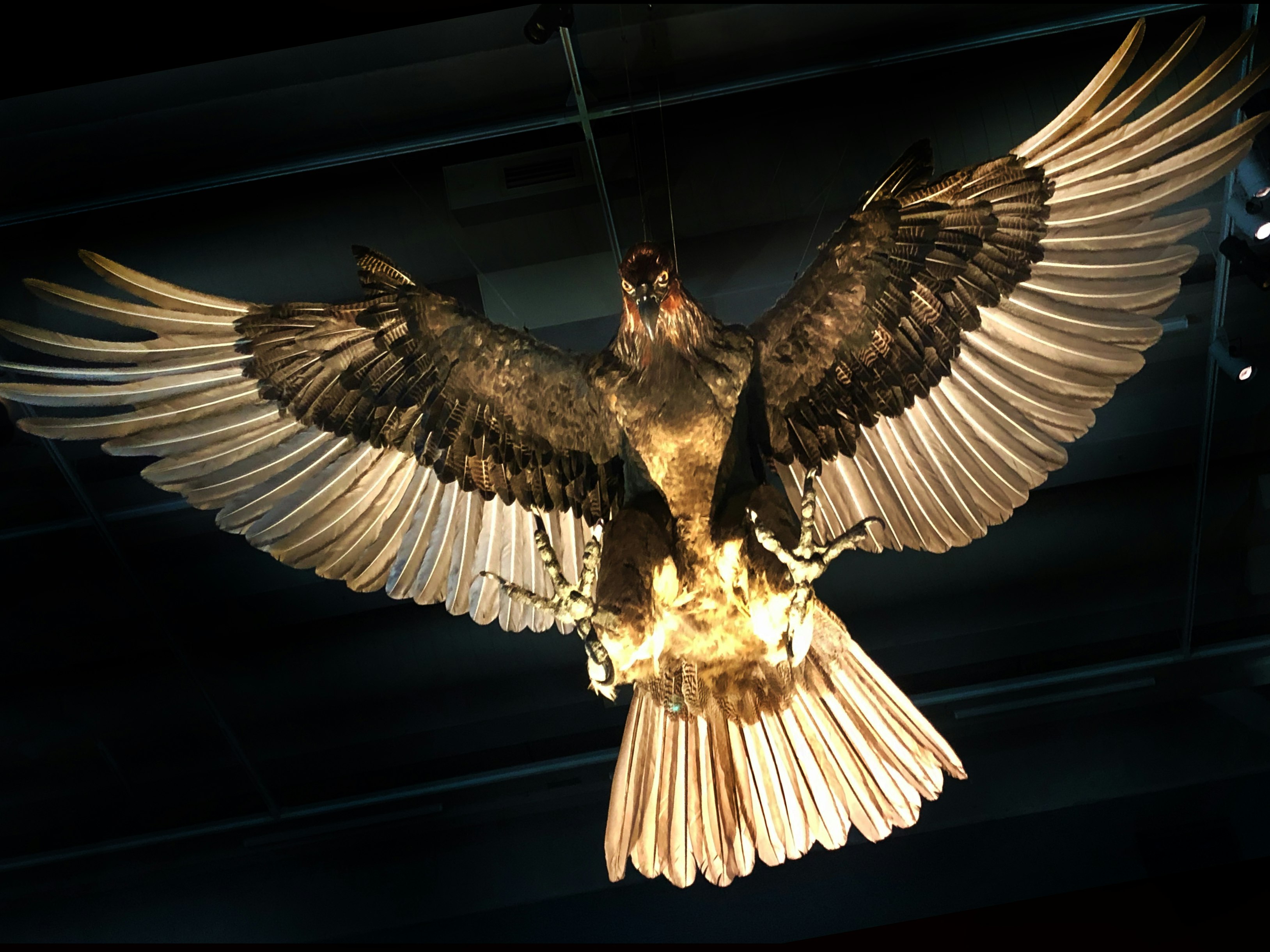 Haast's Eagle, Te Taiao | Nature, 2019. Photo by Jane Harris. Te Papa View from underneath of a hanging life-size recreation of a giant eagle.