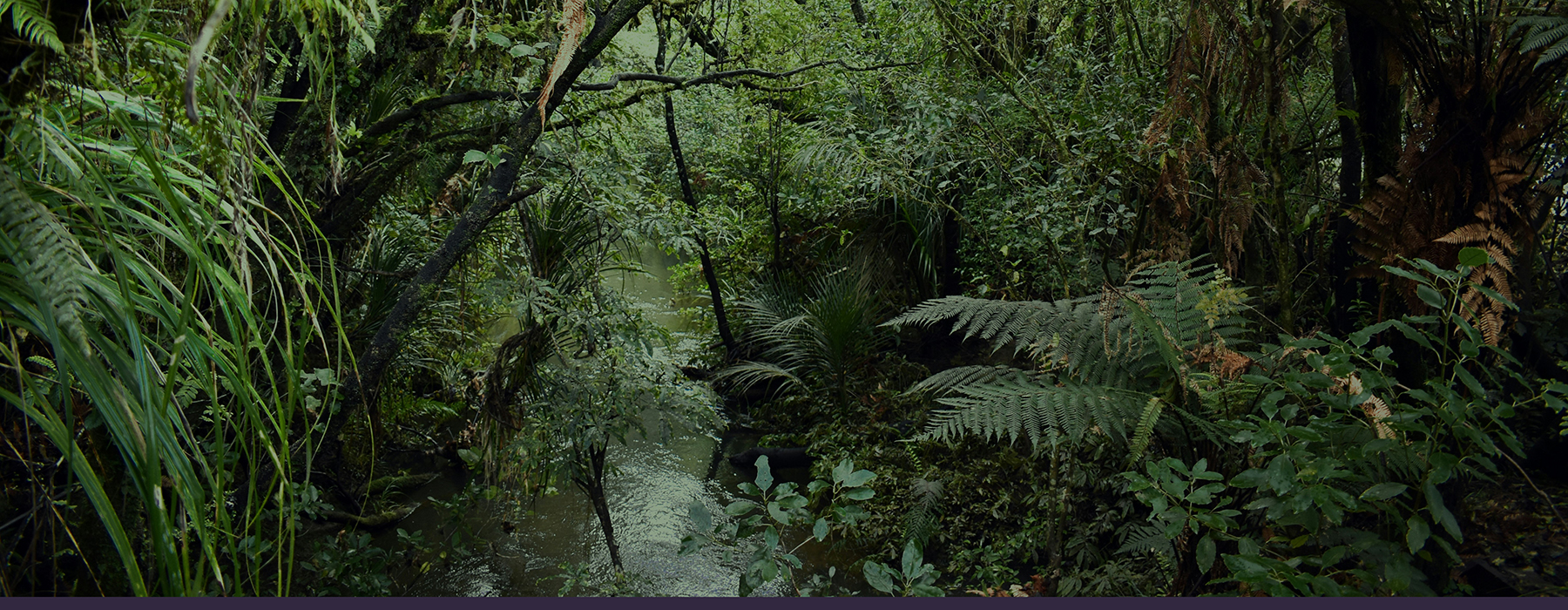 A forest scene with a creek running through the middle of it