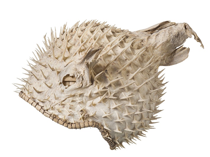 Te Tauti (Porcupine) fish helmet, 1900s, Banaba, maker unknown. Gift of Jennifer Orange, 1995. CC BY-NC-ND 4.0. Te Papa (FE010482) A white helmet with spikes all over it.