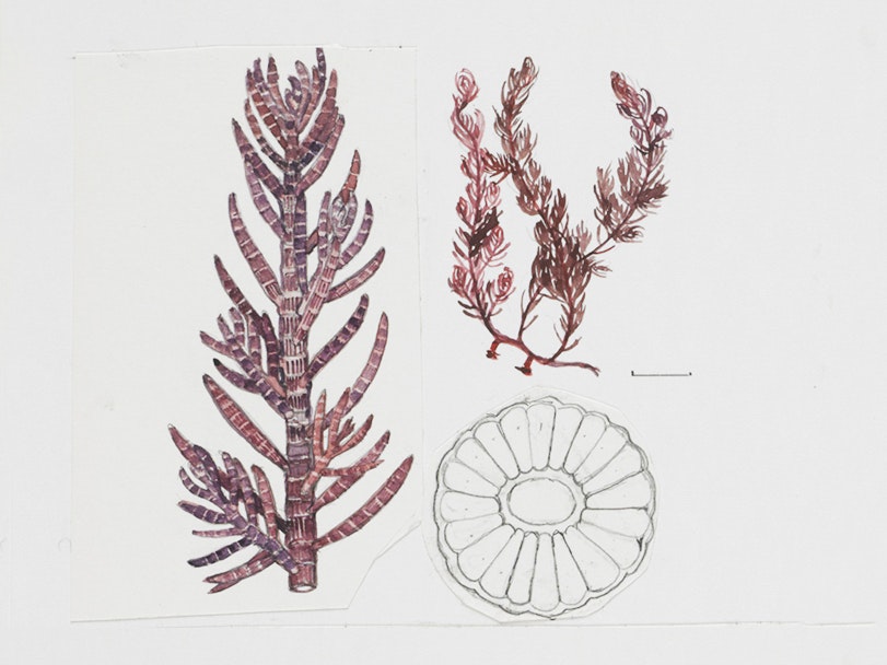 Crop of Watercolour illustration of seaweed specimens, Plate 105 from 'Seaweeds of New Zealand', Wellington, by Nancy Adams CBE. Purchased 2007.  CC BY 4.0. Te Papa (CA000892/001/0033) A watercolour of three views of a plant.