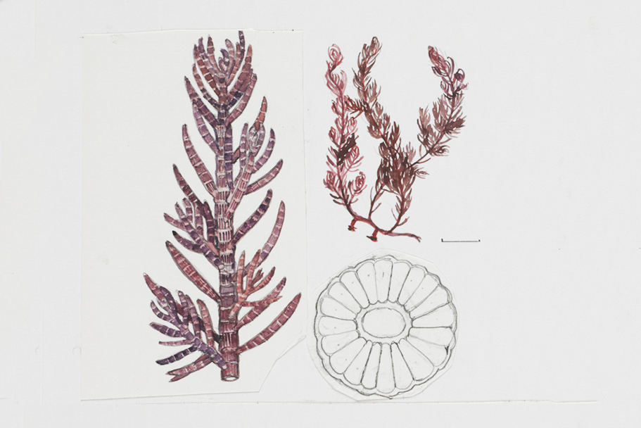 A watercolour of three views of a plant.