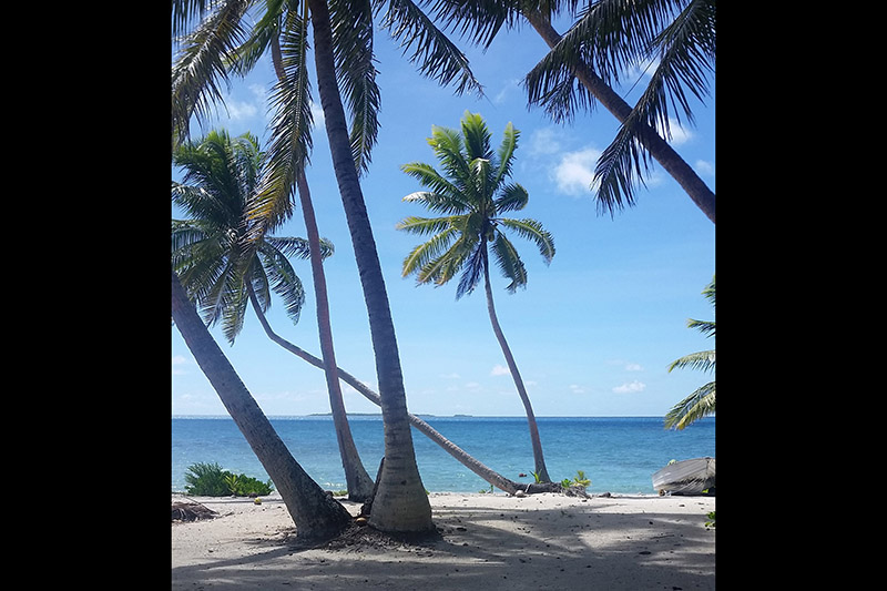 A photo of palm trees on a beach by the blue sea on a sunny day.