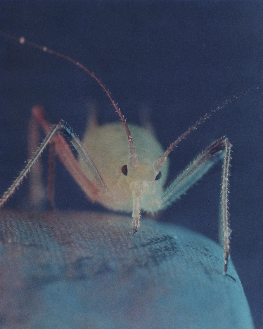 A closeup of a white aphid feeding on a leaf. The mood of the image is dark and makes the aphid seem like a giant.