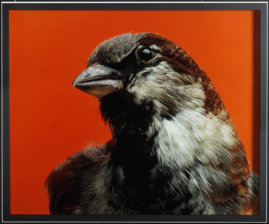 A sparrow is in the foreground of this image with a bright red background.