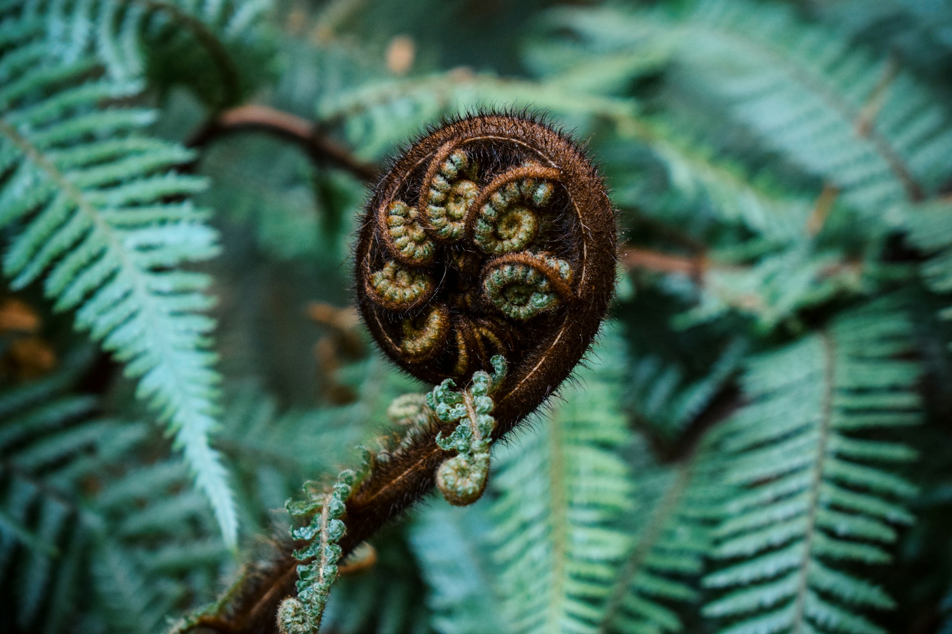 A fern frond is still tightly curled up in front of other fronds that have already spread open.