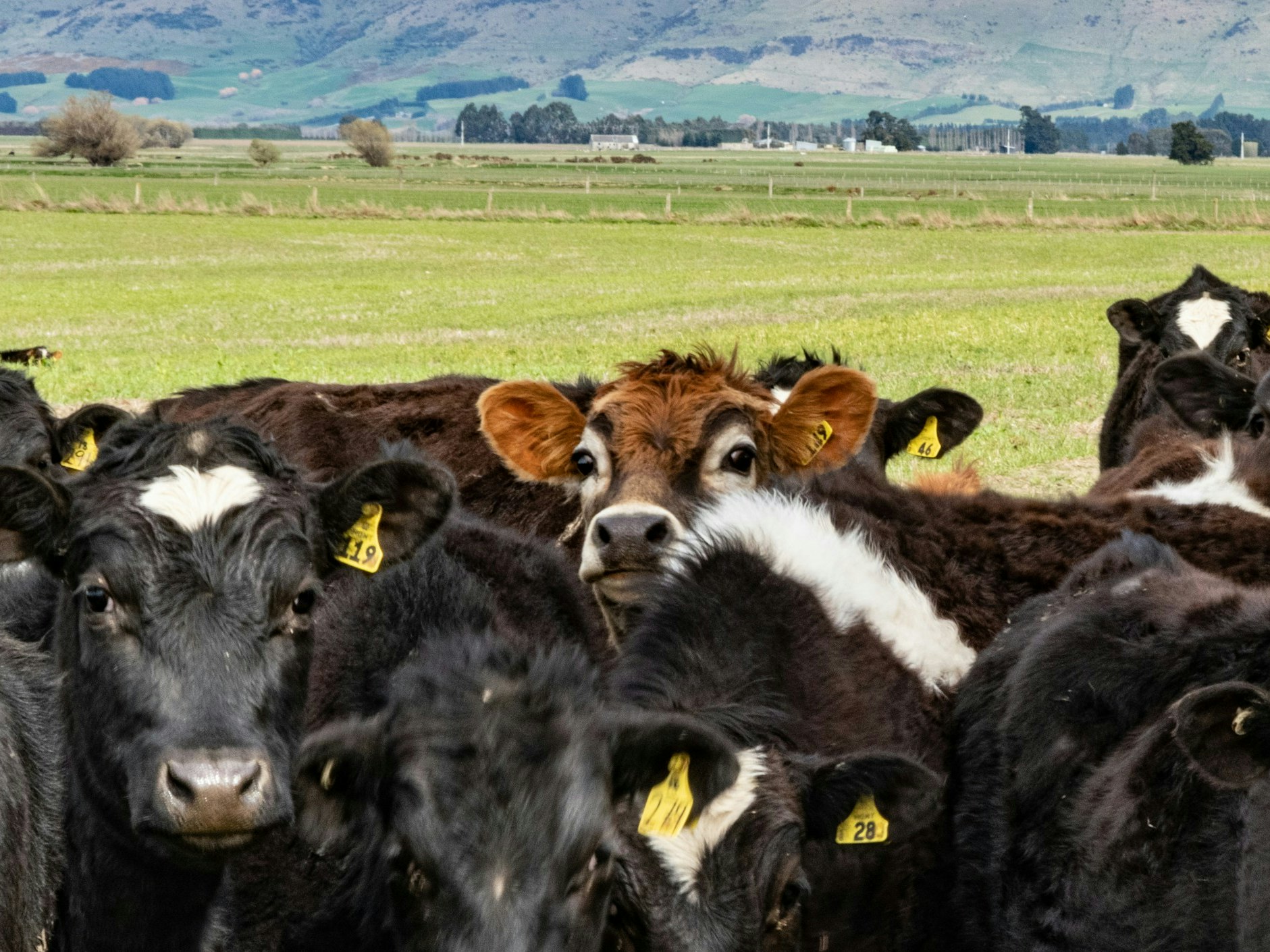 Photo by Gulfside Mike. Unsplash Several cows are grouped together in the forefront of the image, behind them is the rest of the paddock and hills in the background