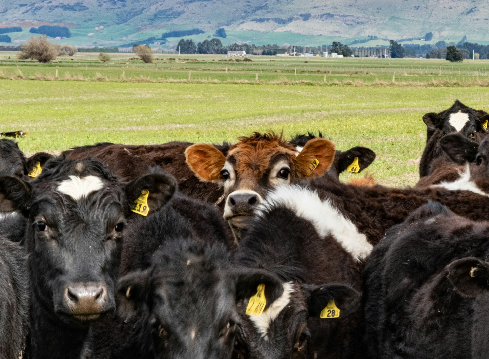 Several cows are grouped together in the forefront of the image, behind them is the rest of the paddock and hills in the background