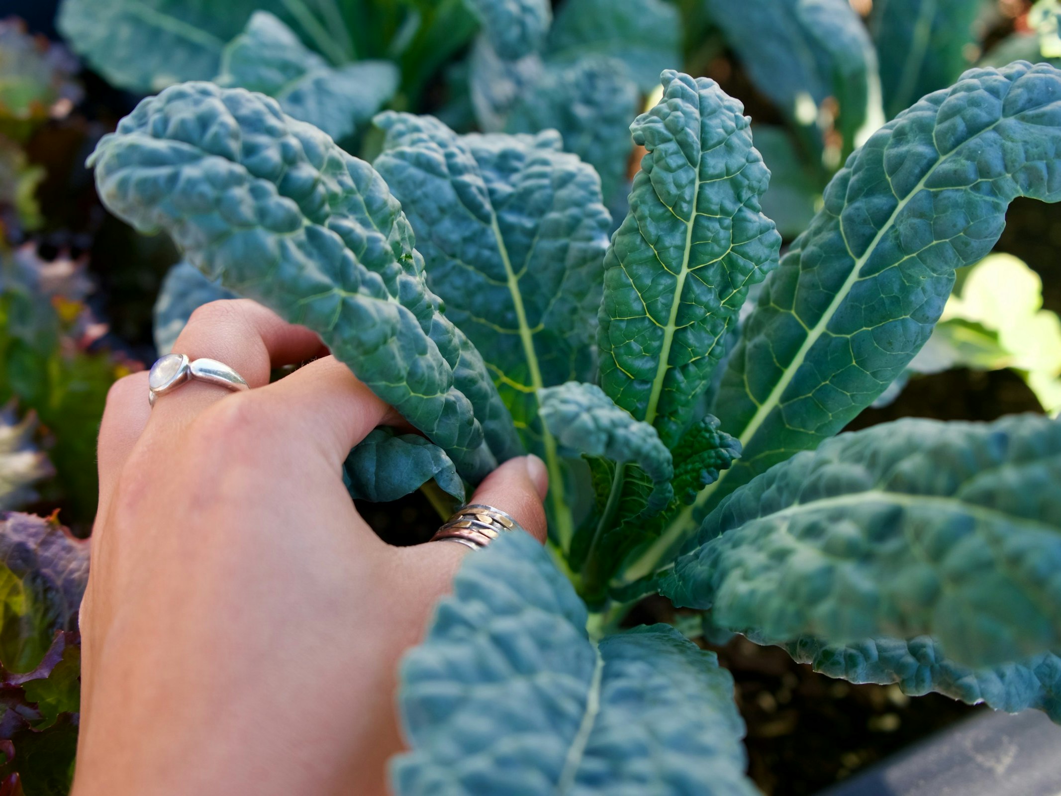 Photo by cleo stracuzza. Unsplash A hand is seen reaching for a spinach plant in the ground