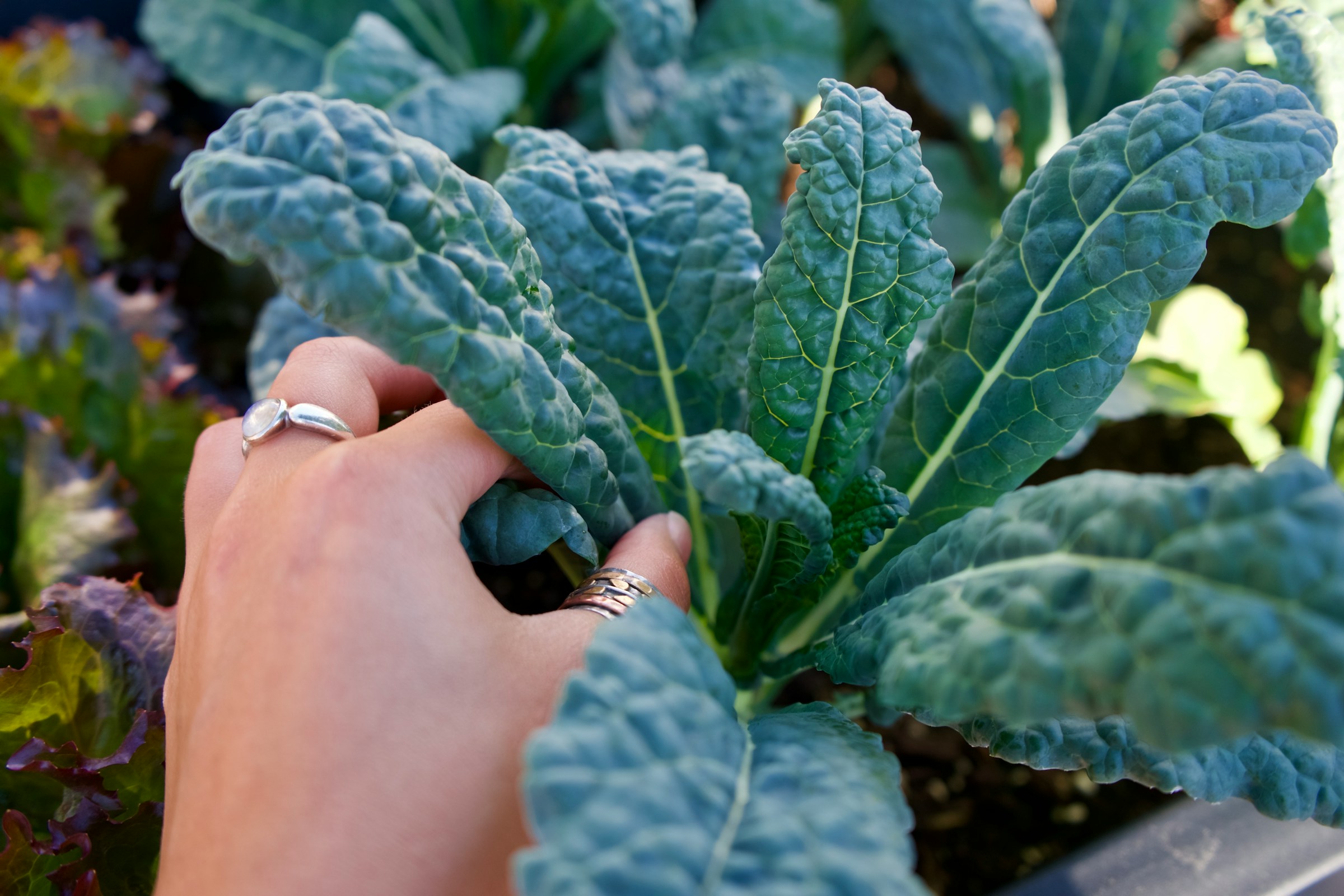 A hand is seen reaching for a spinach plant in the ground