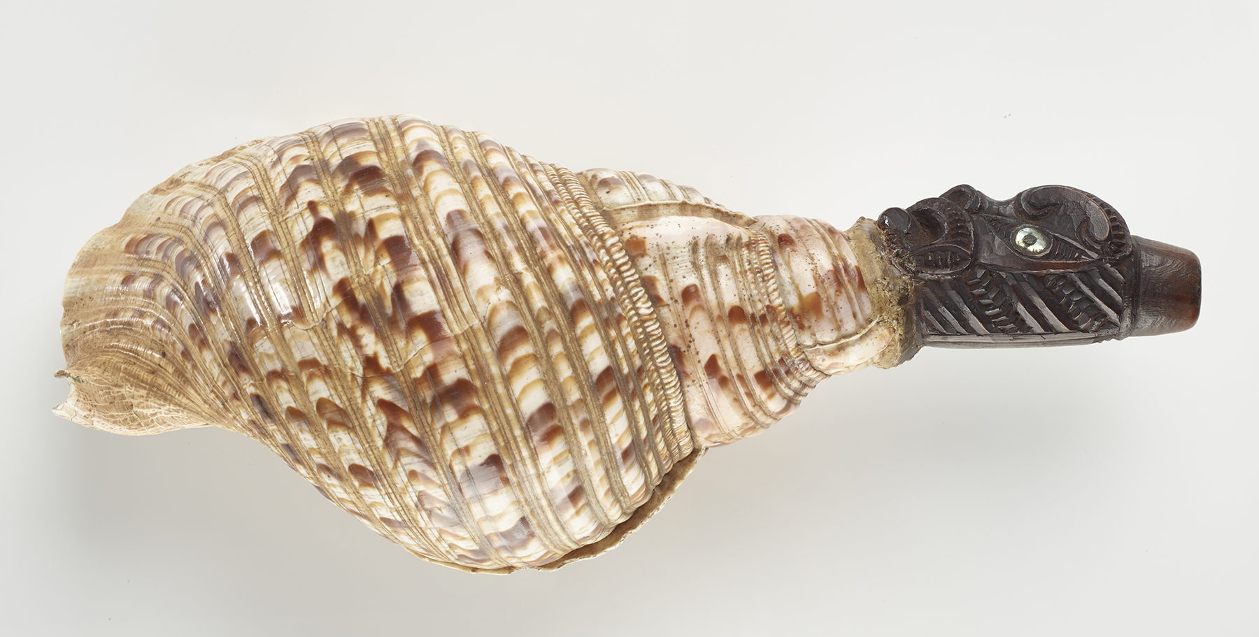 A large patterned shell with a piece of carved wood attached at the end. It is used as an instrument.