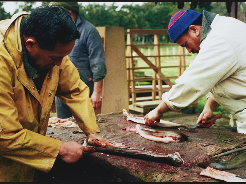 Henry and Ken Matuku splitting eels, Owae Marae. From: Te iwi o te wahi kore, 1980, by Fiona Clark.Te Papa (O.043102) Two men are outside working on a table where they are carving up eels.
