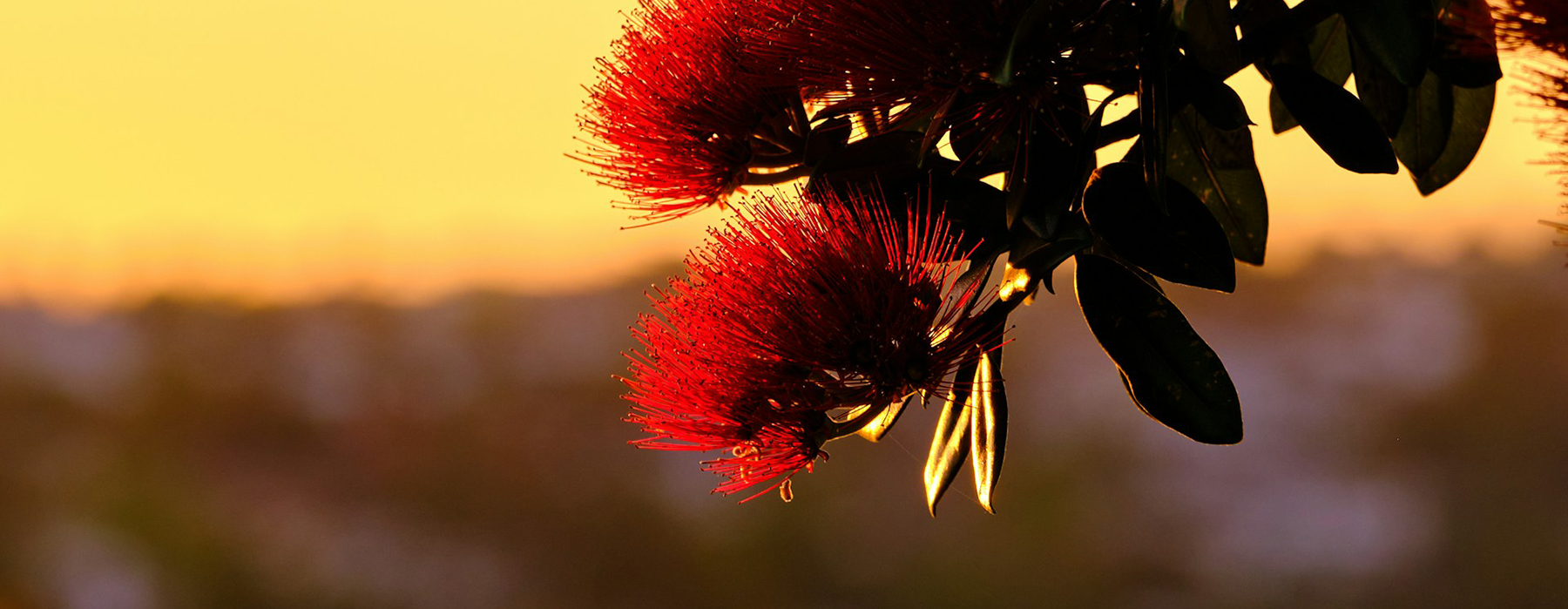 A branch of flowering pohutukawa is in the foreground of a yellowing sunset.