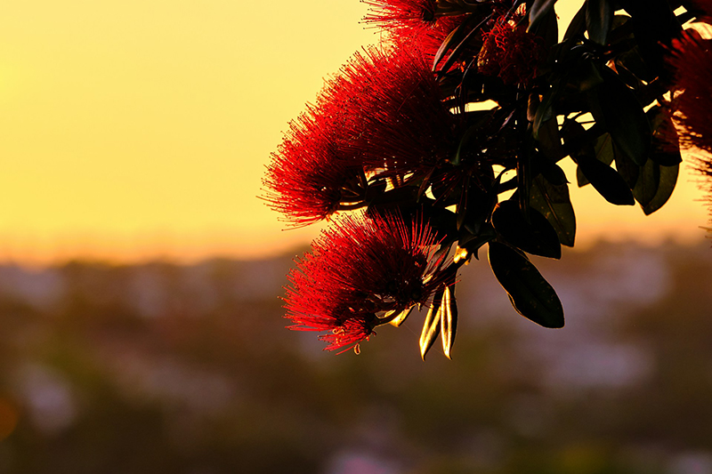 A branch of flowering pohutukawa is in the foreground of a yellowing sunset.