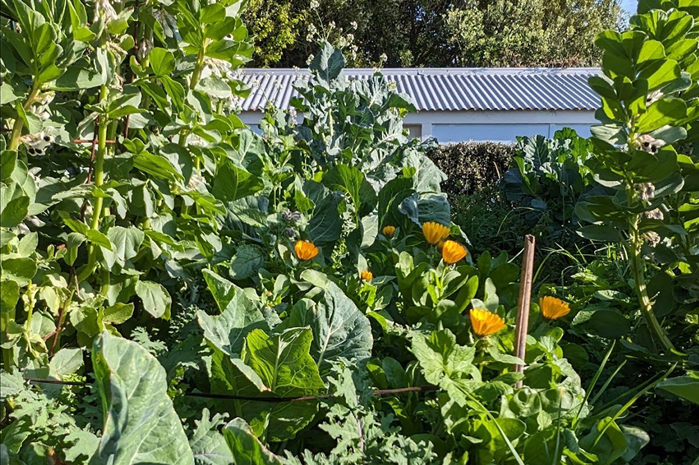 A vegetable garden with the top of a house visible in the background.