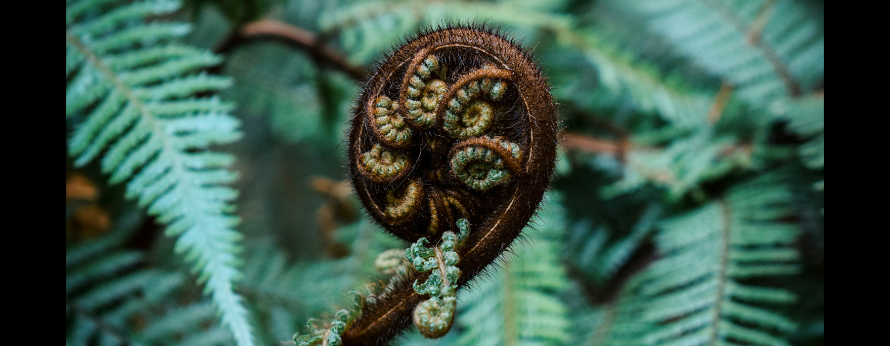 A fern frond is still tightly curled up in front of other fronds that have already spread open.