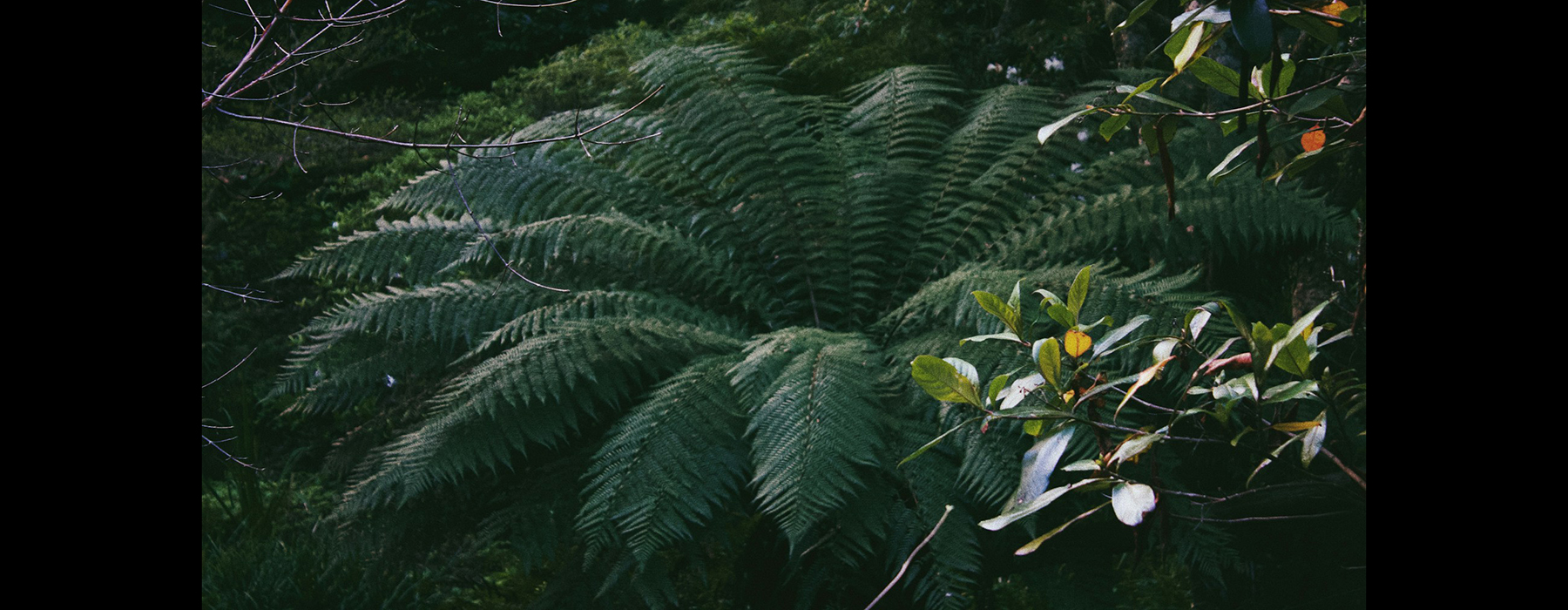 A photo looking down on a fern with the fronds all splayed in a circle.