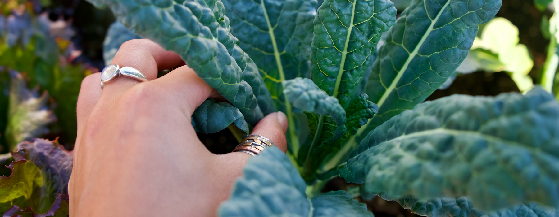 A hand is seen reaching for a spinach plant in the ground